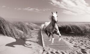 Fototapet - Galop pe plajă (152,5x104 cm)