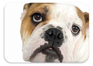 Suport de masa pentru copii 56x37 cm DOGS & CATS Varianta: Bullo
