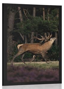 Poster cerb maiestuos