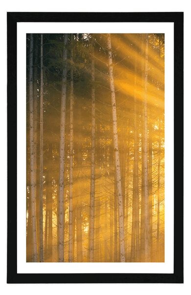 Poster cu passepartout soare în spatele copacilor